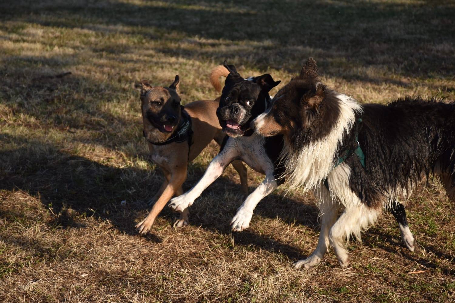éducation et dressage de chiens Savoie